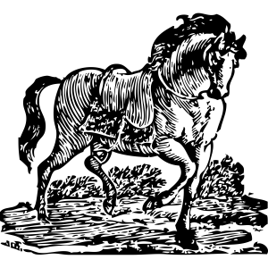divider5